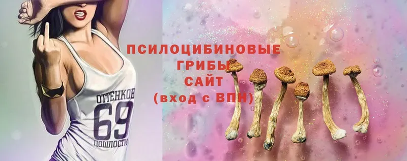 что такое   Нерчинск  Галлюциногенные грибы Psilocybine cubensis 